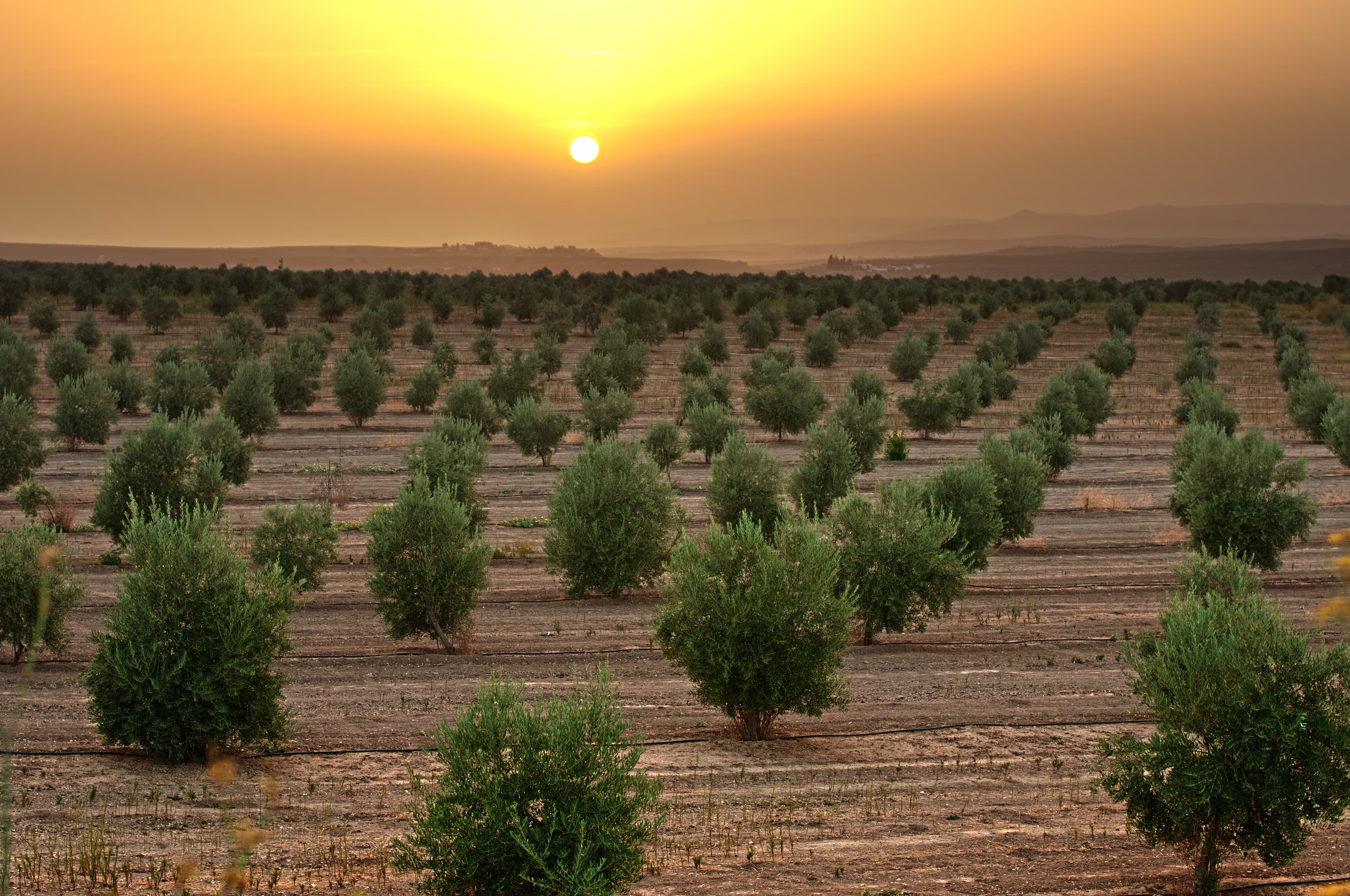 Contact Olextra experts for sustainable olive pomace feed additives and natural flavors inquiries