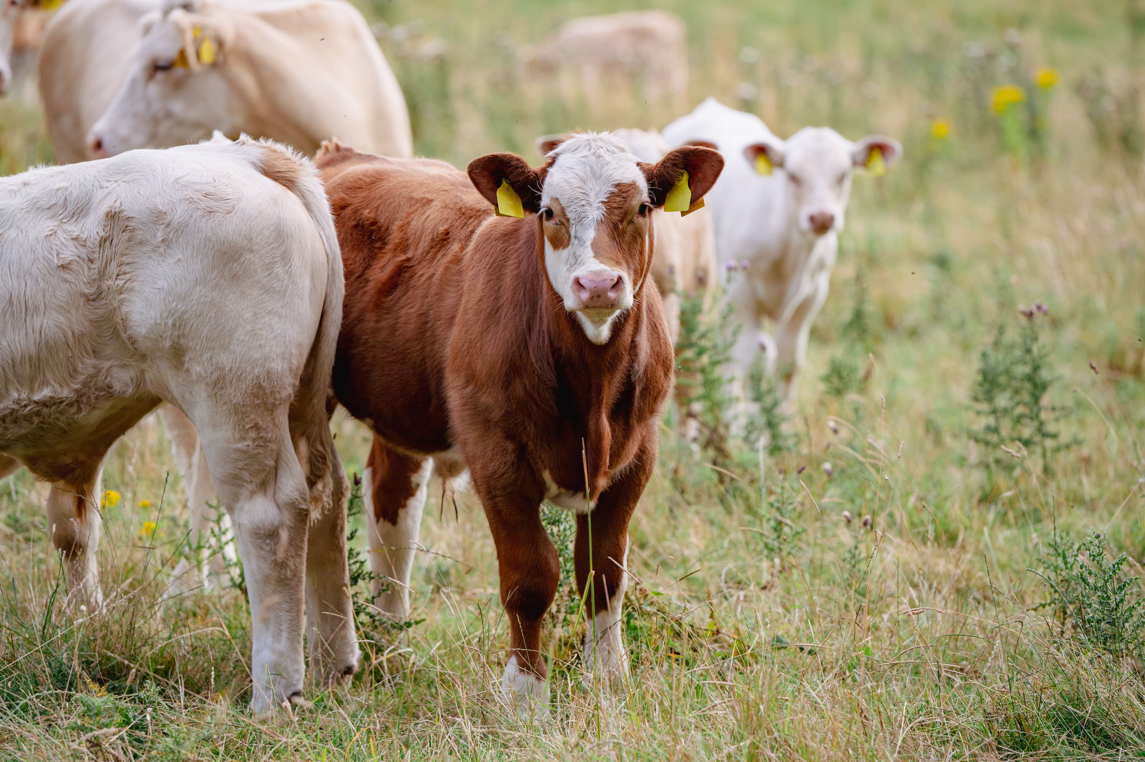 Sustainable pet nutrition benefits from hydroxytyrosol in Olextra feed additives