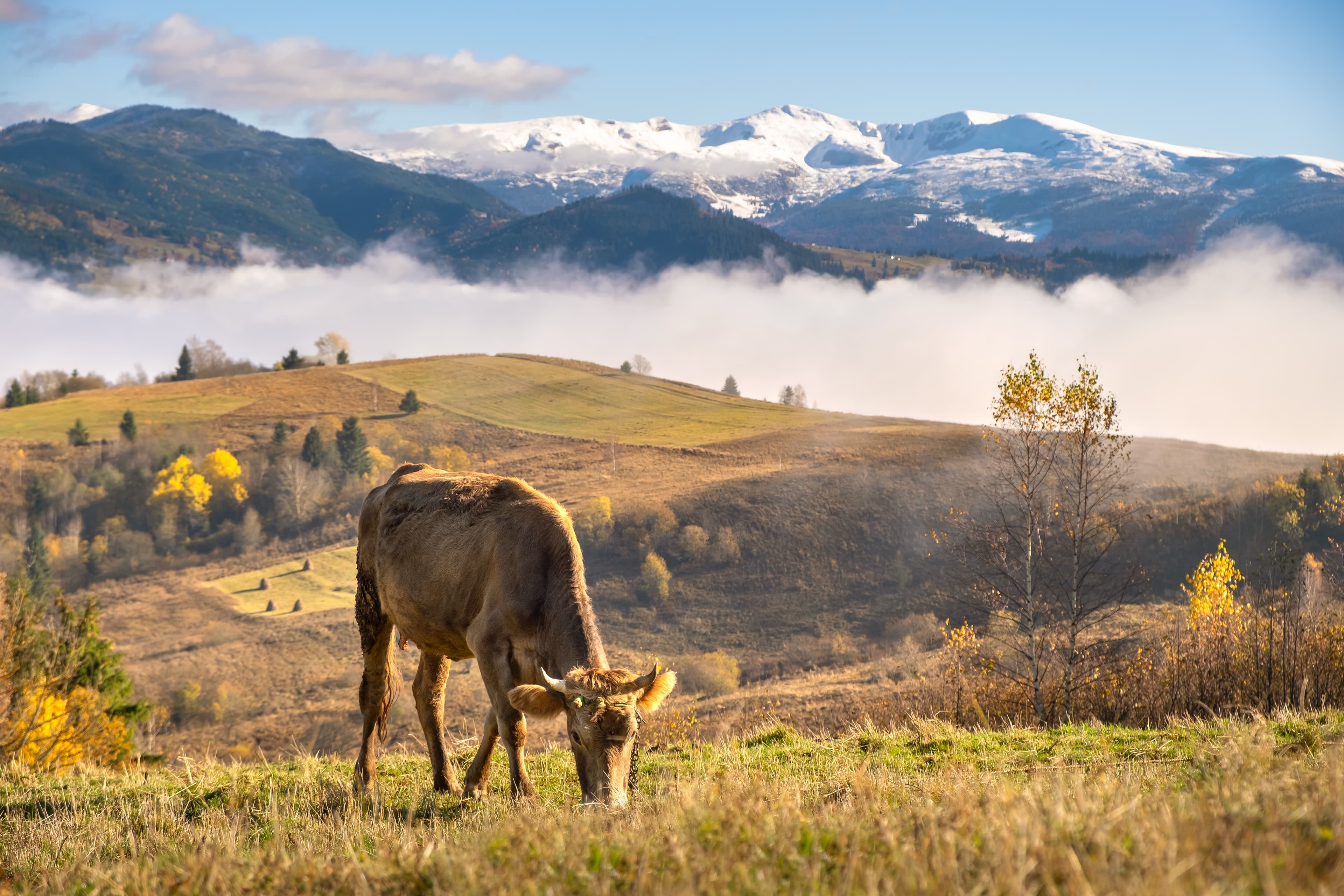 Sustainable olive pomace feed applications for sows, poultry, and aquaculture productivity