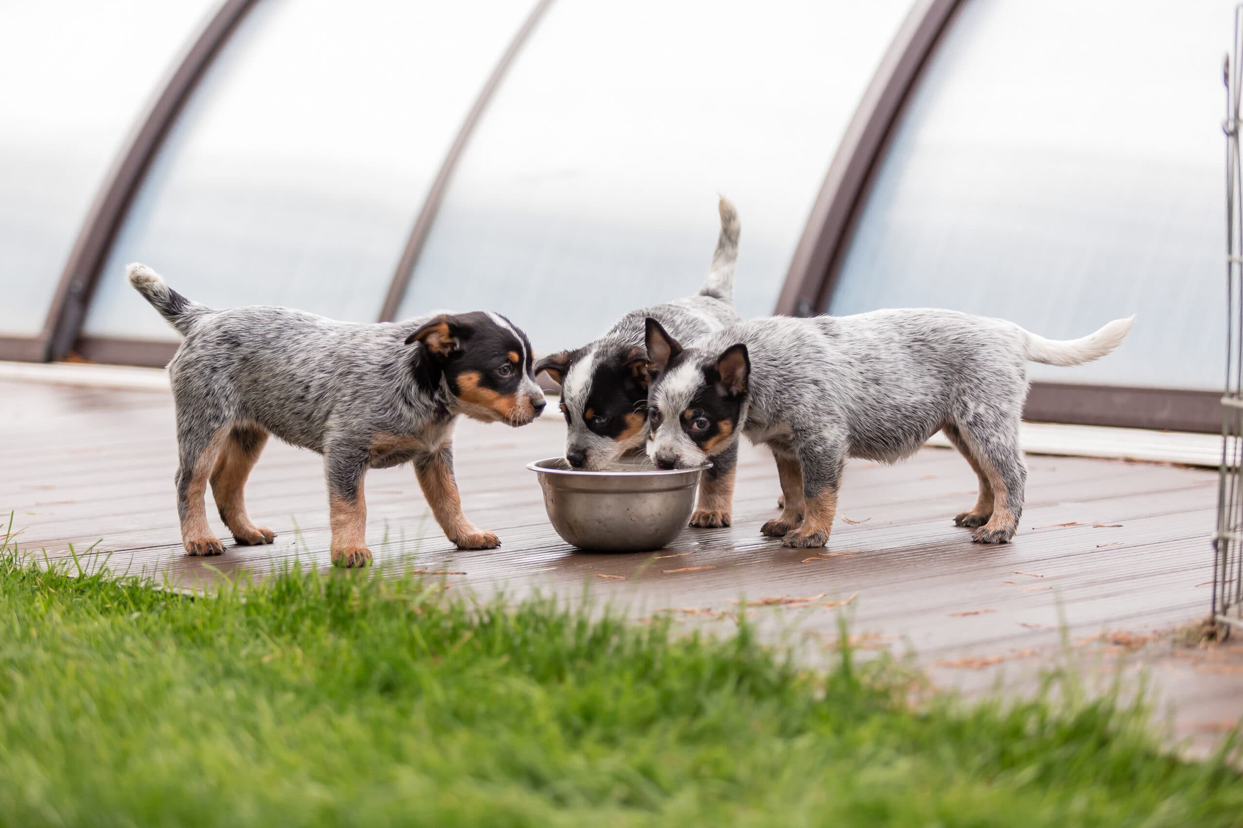 Aquaculture shrimp production benefits from Olextra olive by-product additives