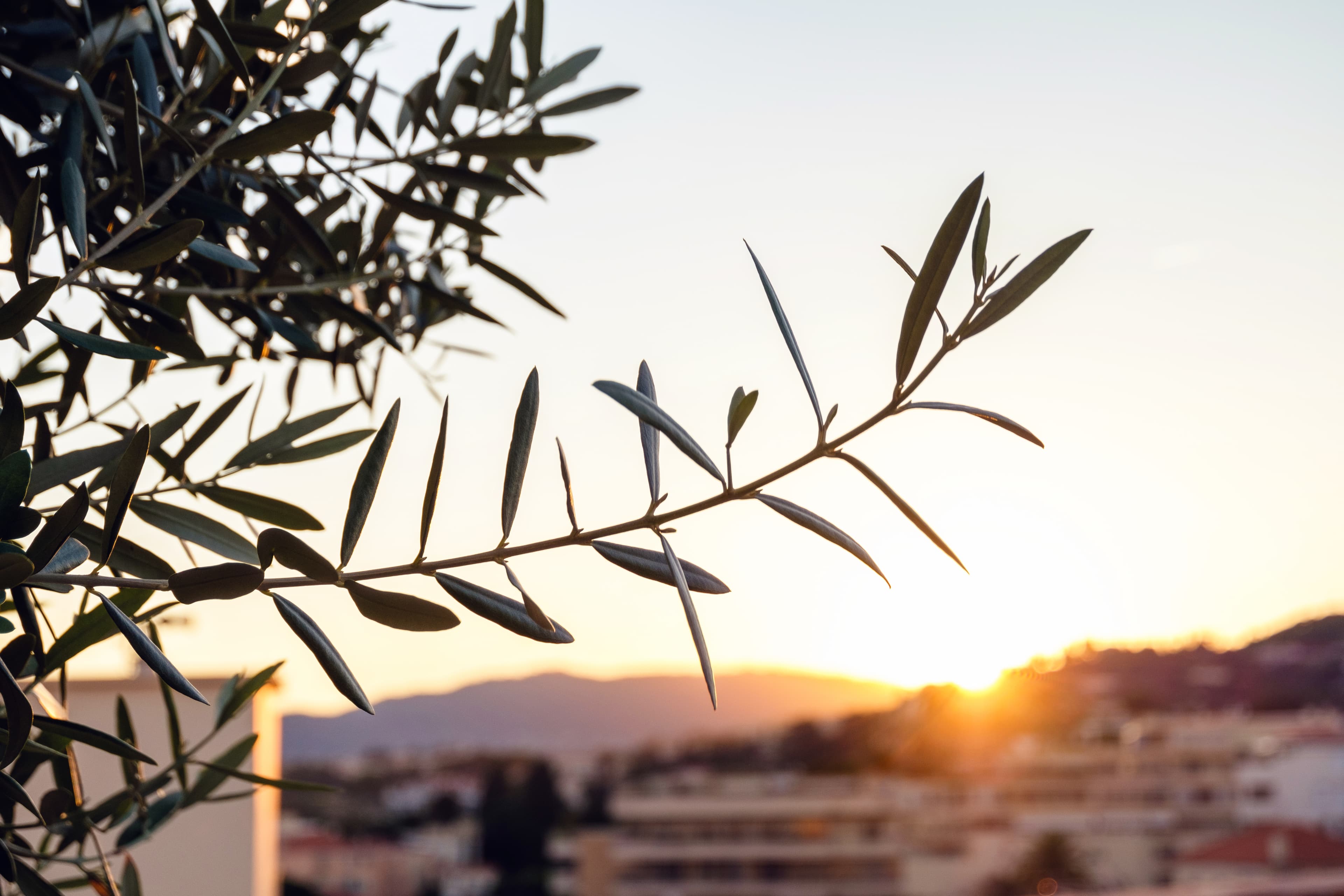 Olive branch representing circular economy sourcing of olive by-products for nutrition