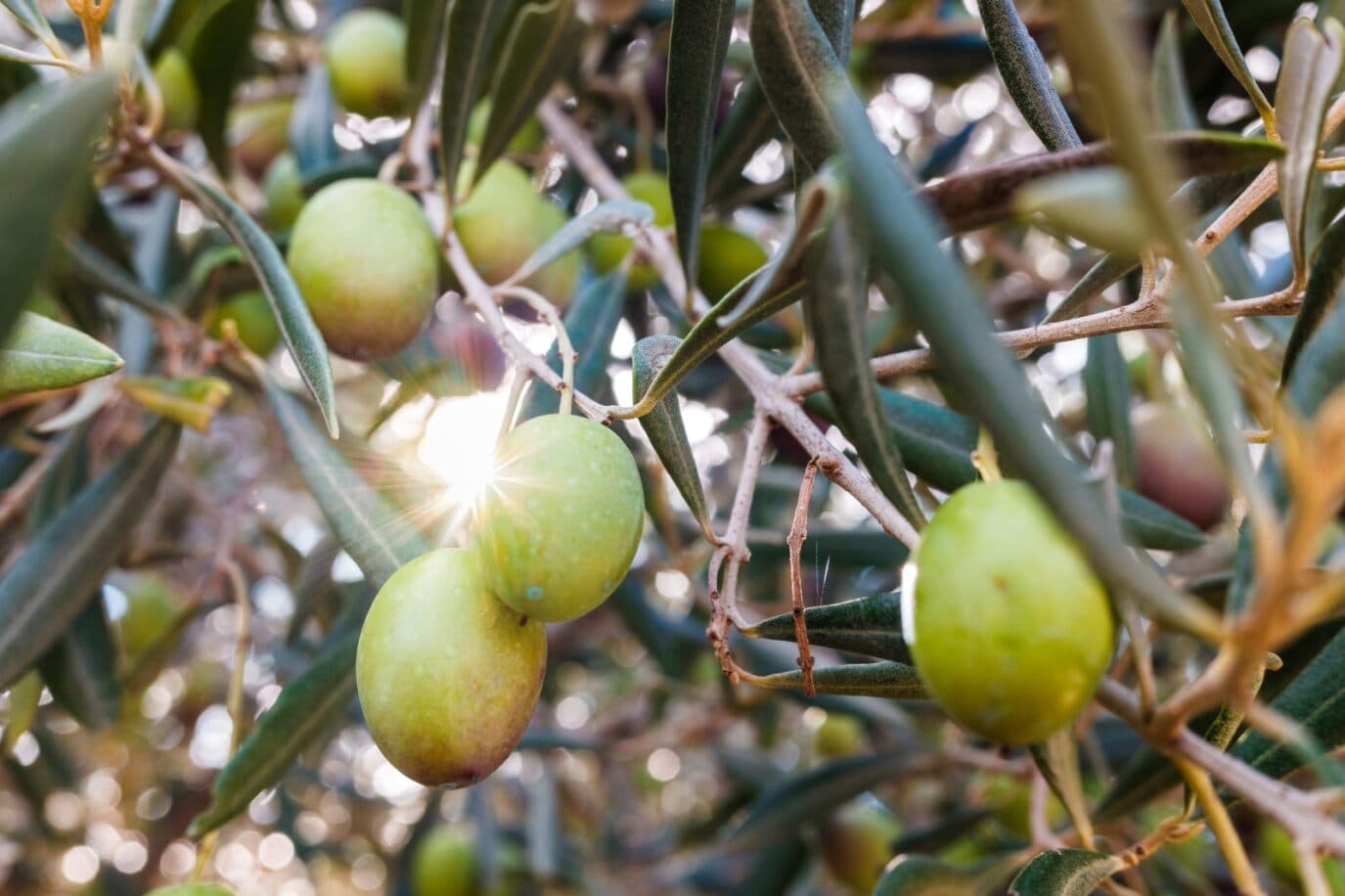 test-img